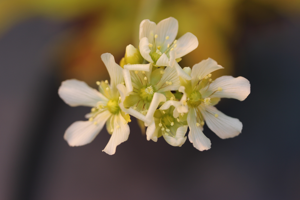 Croseraceae (Dionea Muscipala)