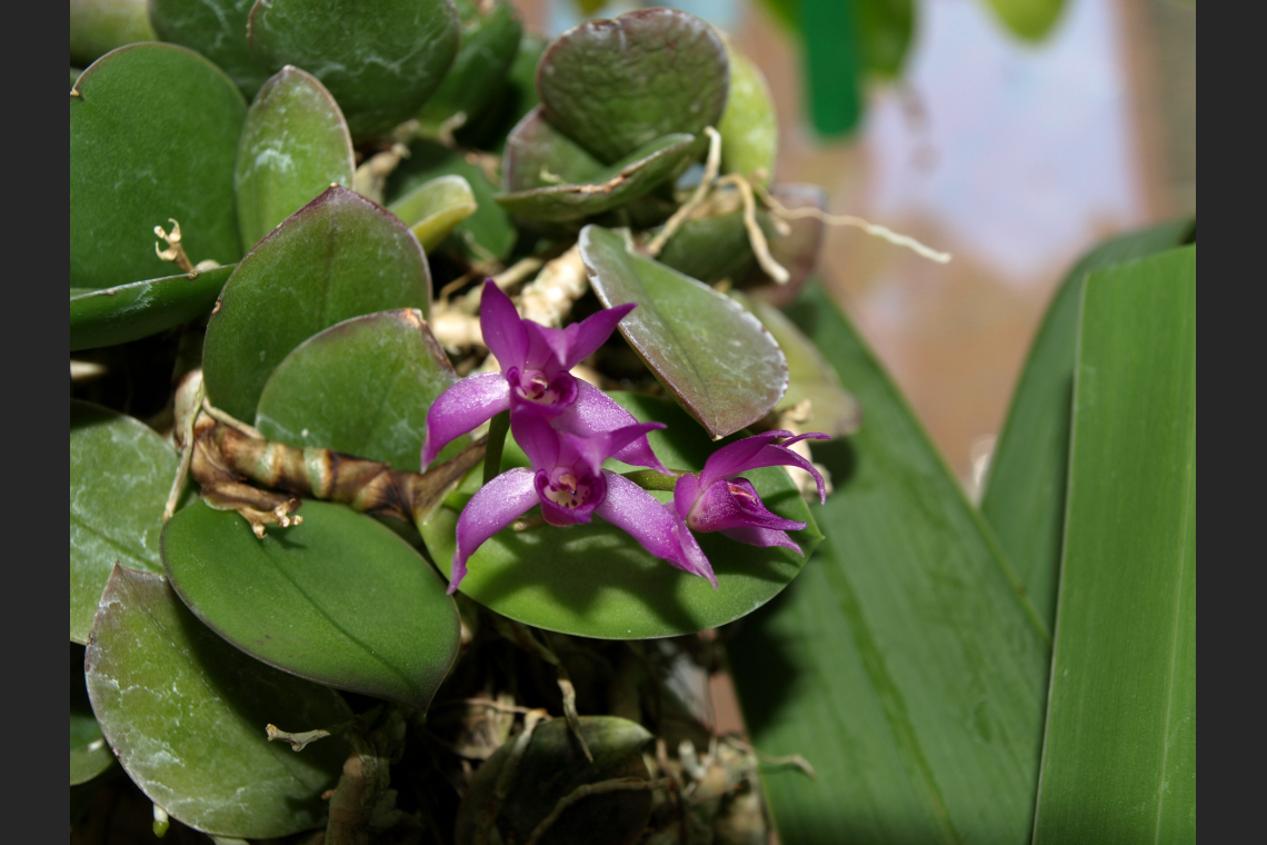 Orchidaceae Bulbophyllum Roxburghii