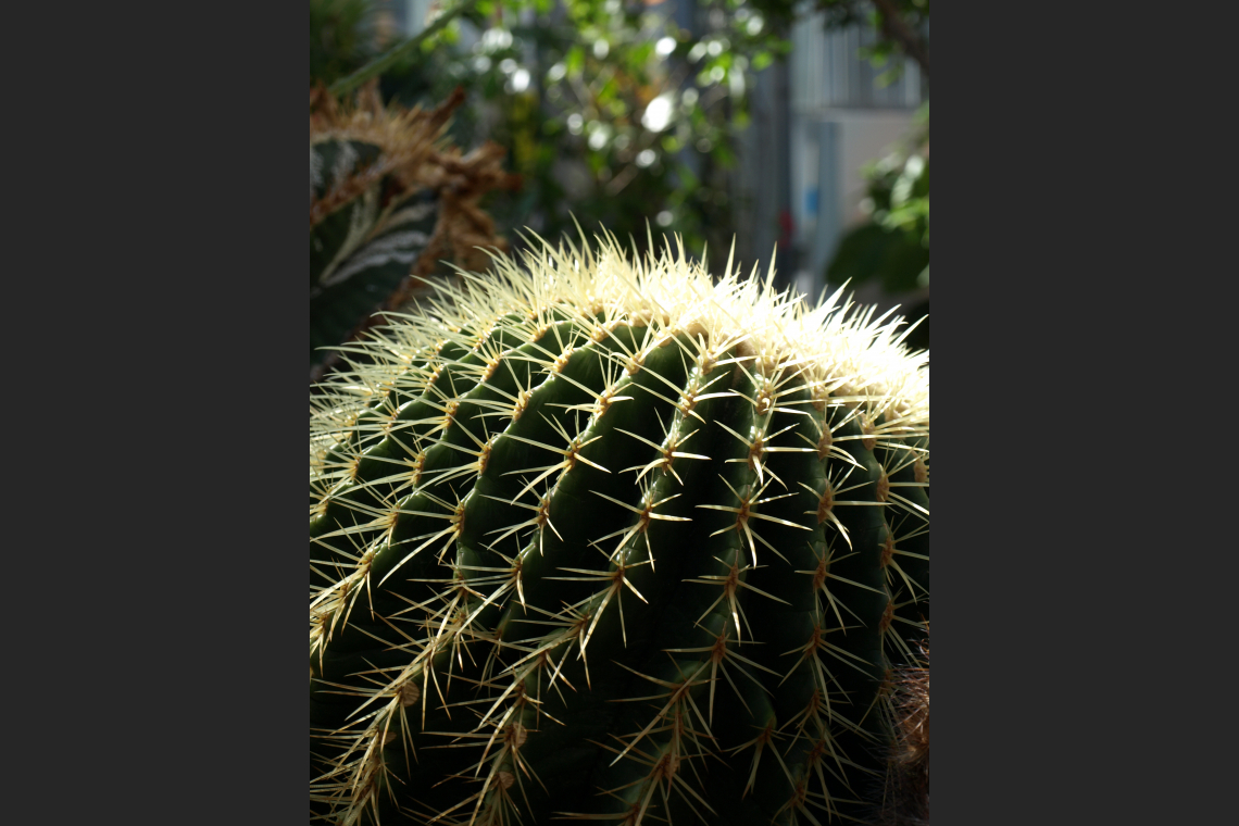 Cactaceae Echinocactus Grusonii