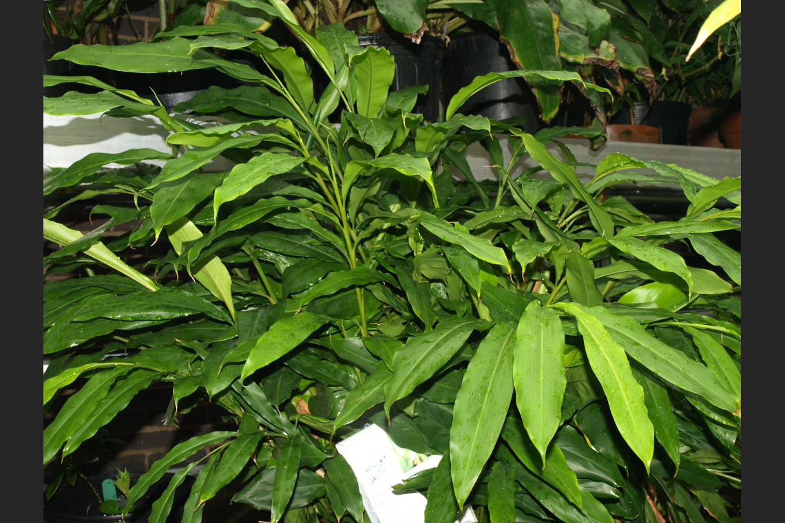 Cardamom - Elettaria Cardamomum