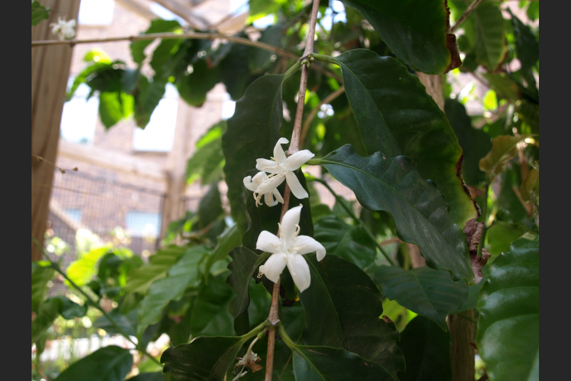 Coffee - Rubiaceae - Coffea Arabica