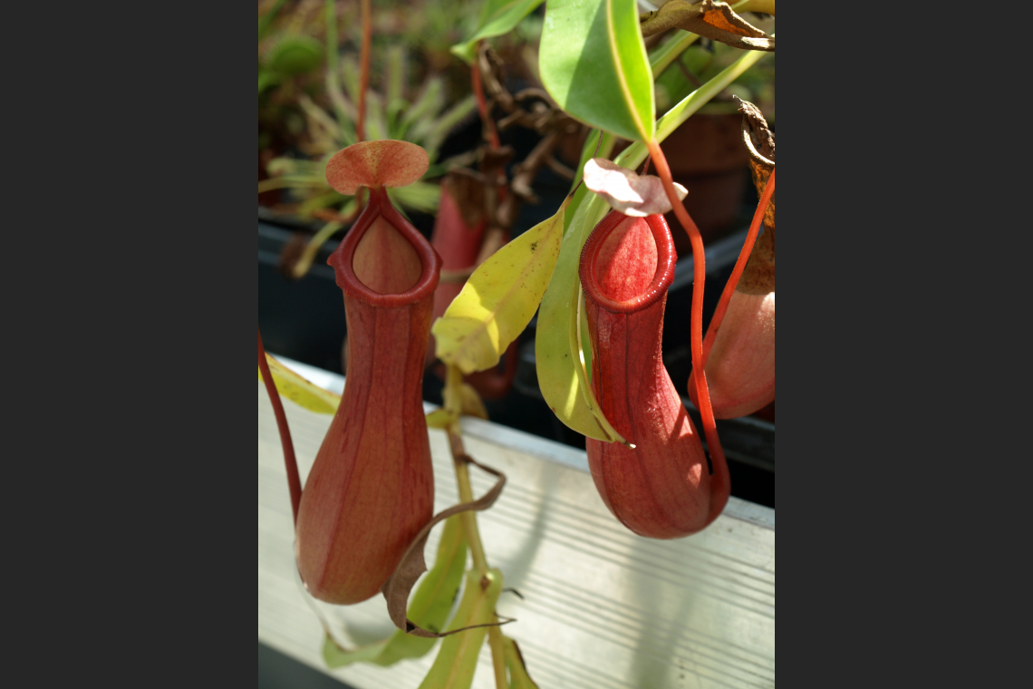 Nepenthes Alata - Tropical Pitcher Plants