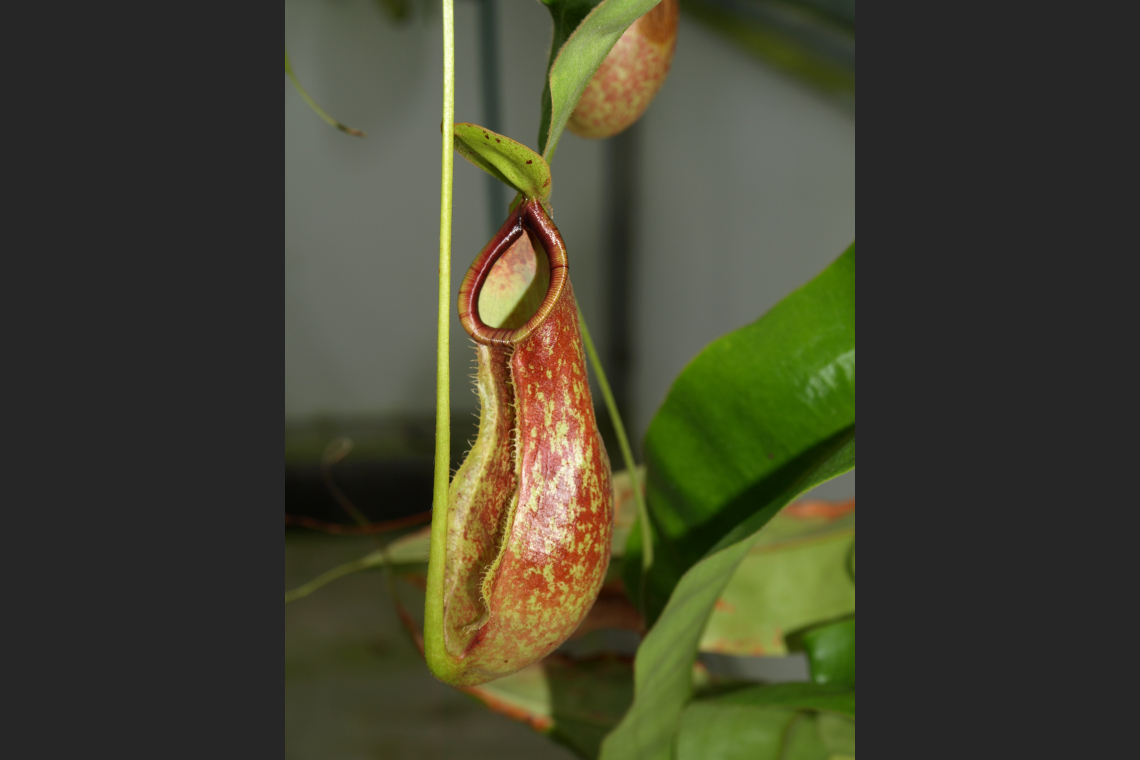 Nepenthes Ventricosa