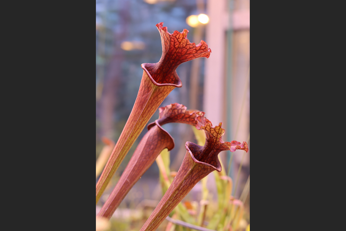 Sarracenias - Pitcher Plants