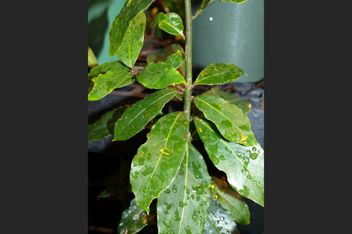 Bay Leaf - Laurus nobilis